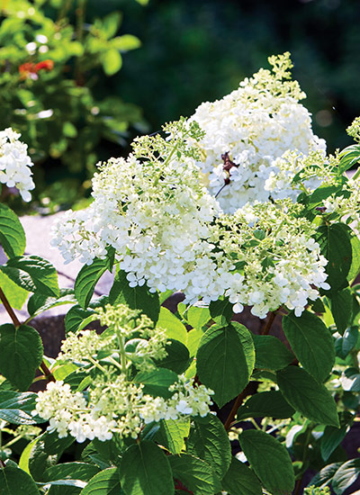 Bobo panicle hydrangea (Hydrangea paniculata)