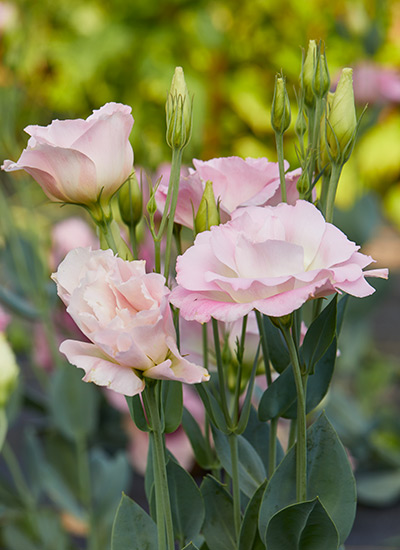 ABC™3 Rose lisianthus (Eustoma grandiflorum) 