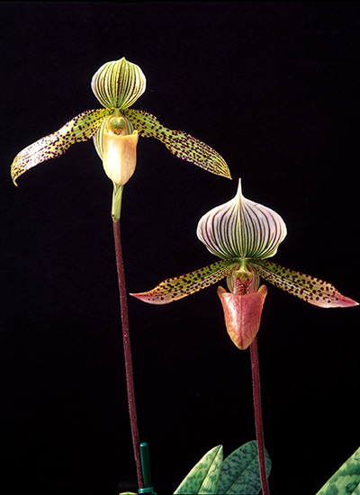 Slipper orchid (Paphiopedilum hybrid)