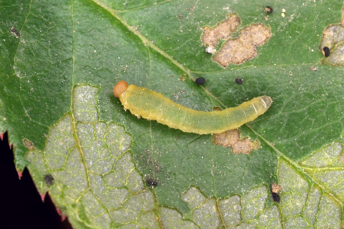 rose sawfly courtesy of Jim Kalisch: Roseslug sawfly photo courtesy of Jim Kalisch