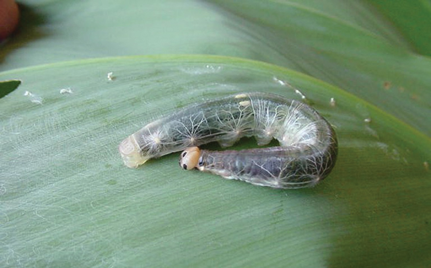 GG185PESTS Larger canna leaf roller: Courtesy of Herbert A. ‘Joe’ Pase III, Texas A&M Forest Service, Bugwood.org 