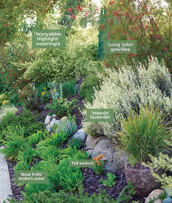 Rebecca Sweet front combo with 'Meerlo' lavender:  A colorful show greets everyone pulling into the driveway.