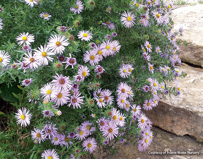 Aromatic aster: Aromatic aster has light blue-purple flowers that appear in clusters on airy, mounded plants with foliage that smells like balsam when crushed.