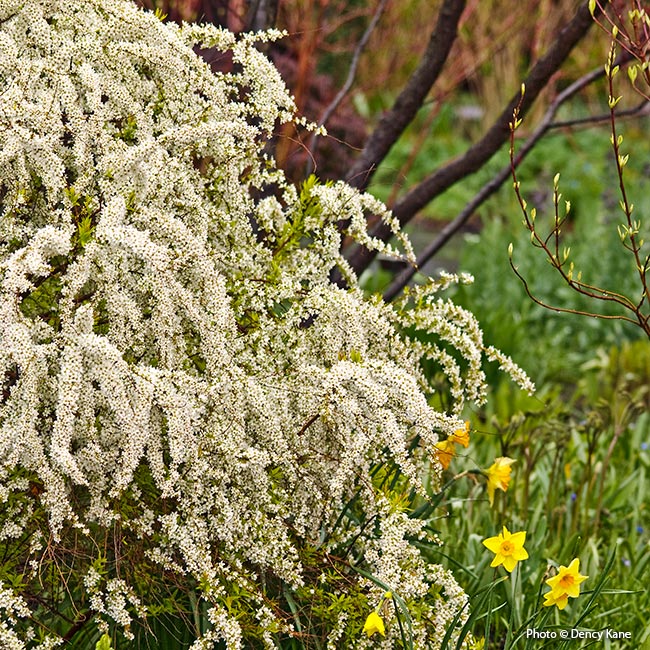 Image of Tor Spirea as a cut flower