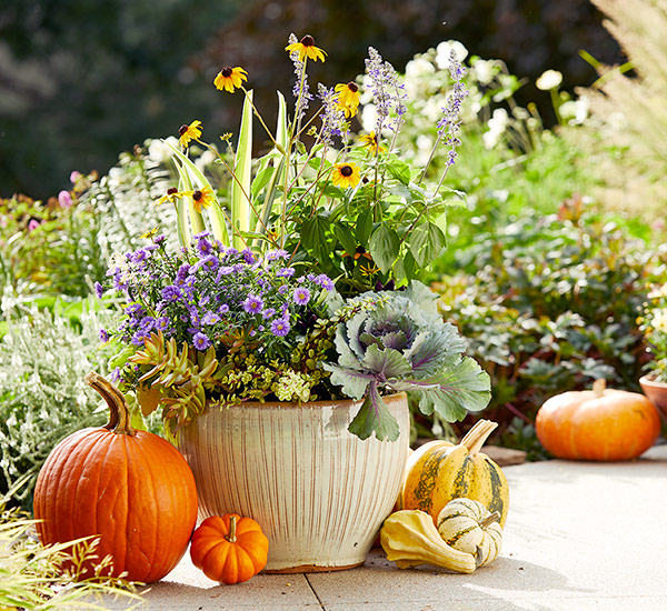 Fall Aster container: Accessorize your fall containers with pumpkins and gourds that echo the warm yellows and oranges of the plant material.