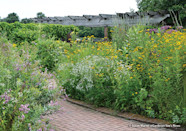 Native Prairie Plants For Any Size Garden Garden Gate