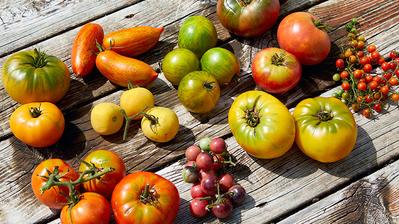 favorite-heirloom-tomatoes-for-your-garden: Jennie Smith grows a rainbow of heirloom tomatoes!