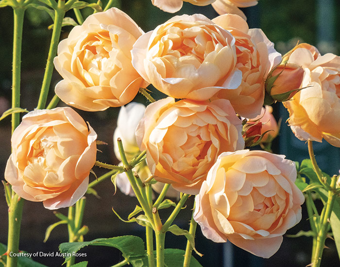 Dannahue Fragrant rose from David Austin Roses: Apricot blooms and a scrumptious scent make this a great rose for an entry or patio. 