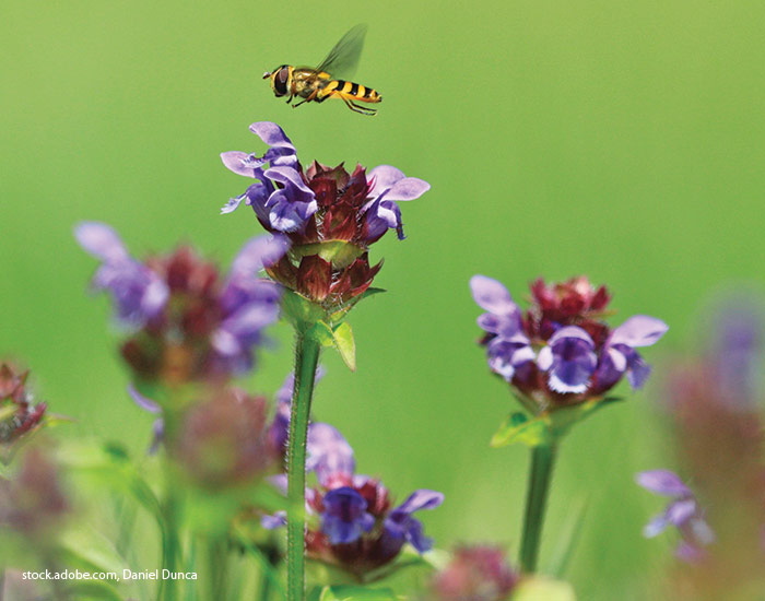  Syrphid fly above selfheal flowers: Syrphid flies (above) and bees love the high nectar content of selfheal flowers. In fact, in a recent study the University of Minnesota found that 95 percent of the bees that visited these blooms were native.