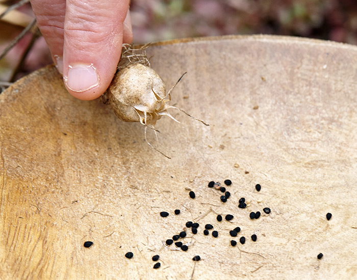 flower seeds