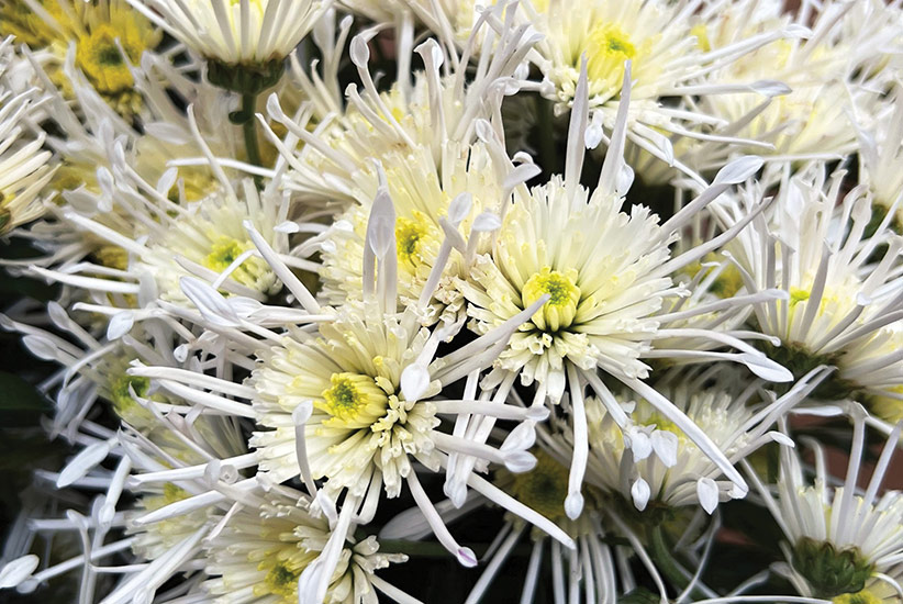 ‘Vesuvio’ heirloom mum (Chrysanthemum hybrid)