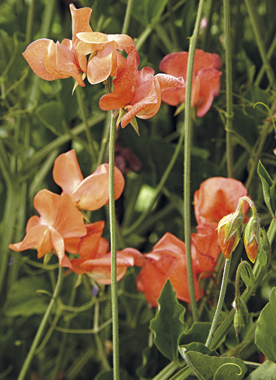 'Blue Vein' sweet pea (Lathyrus odoratus)