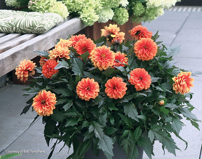 Dahlia City Lights Apricot Glow ctsy BallHort: Snip a few of these gorgeous apricot dahlia blooms for your vase — they make a great cut flower. 