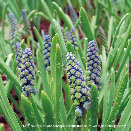 ‘Saffier’ Grape hyacinth (Muscari armeniacum)