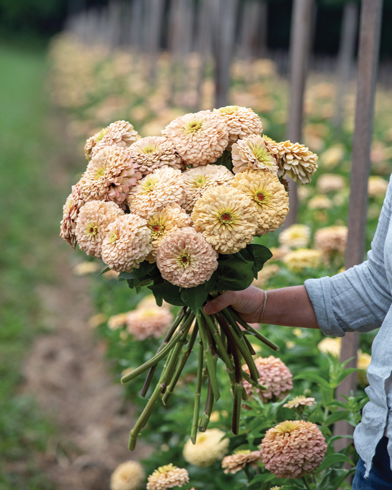 Linen Zinnia courtesy of Johnny's Selected Seeds: Add soft pale pink and flaxen hues to your cut flower garden with new Linen zinnia. Photo courtesy of Johnny’s Selected Seeds, johnnyseeds.com