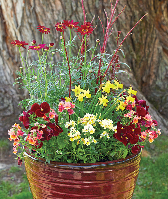 Red container with pansies, nemesia and daffodil flowers in spring: Add bold spring color to your containers with deep red blooms.