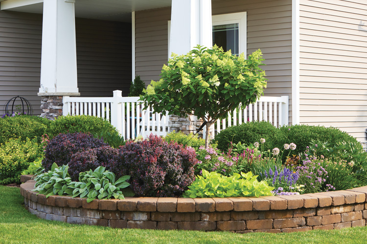 Joyce Ludlow porch and front garden bed with hydrangea standard: Rich burgundy contrasting foliage of 'Concorde' barberry lends depth to this bed paired with the silvery mounds of lambs' ear and chartreuse sweet potato vine. 'Concorde' is a sterile cultivar, so it won't reseed like other barberries that are considered invasive. 