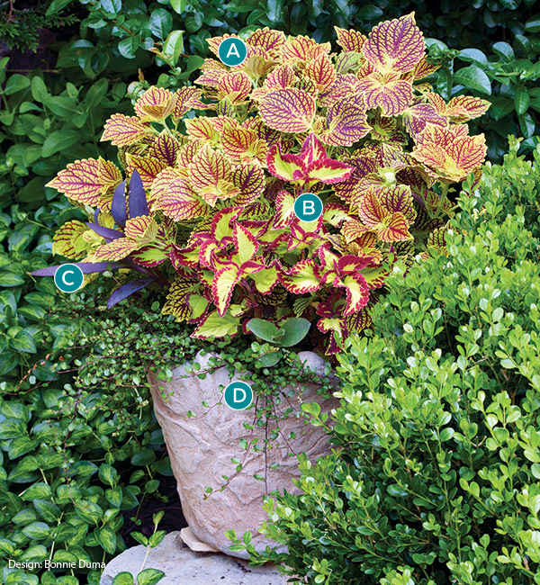 Colorful coleus container planting by Bonnie Duma: Plant striking coleus varieties in containers for a dramatic splash of color.
