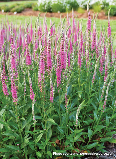 ‘Perfectly Picasso’ speedwell (Veronica hybrid)