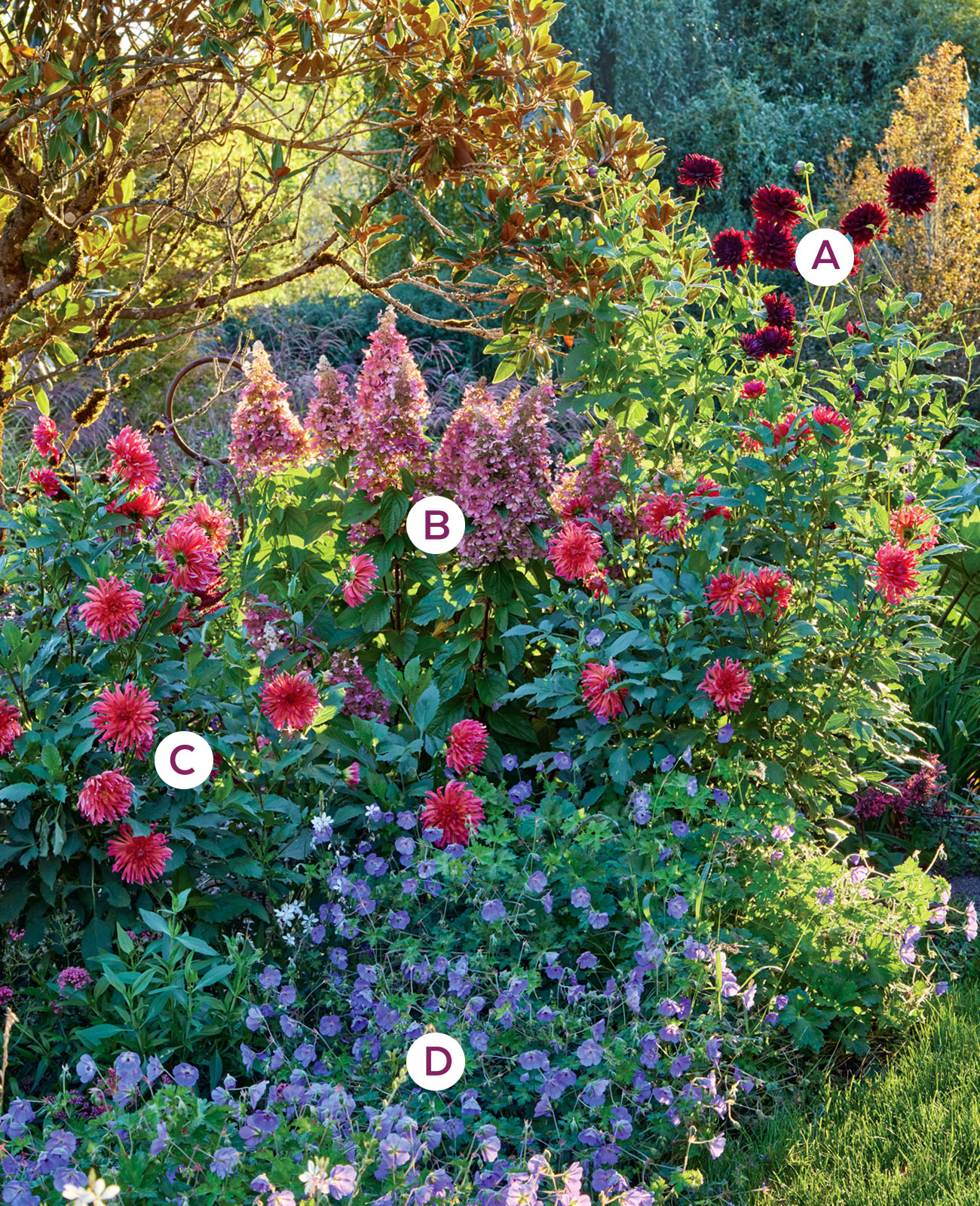 Dahlia and hydrangea combo lettered: Using a combination of flower shapes keeps this border planting interesting all season.