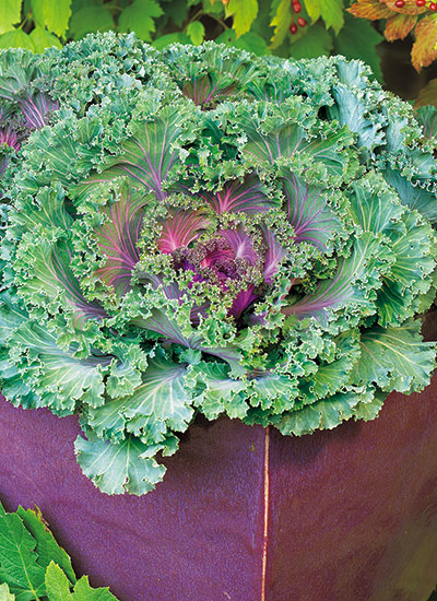 Ornamental kale (Brassica oleracea)