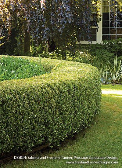 Boxwood (Buxus spp. and hybrids)