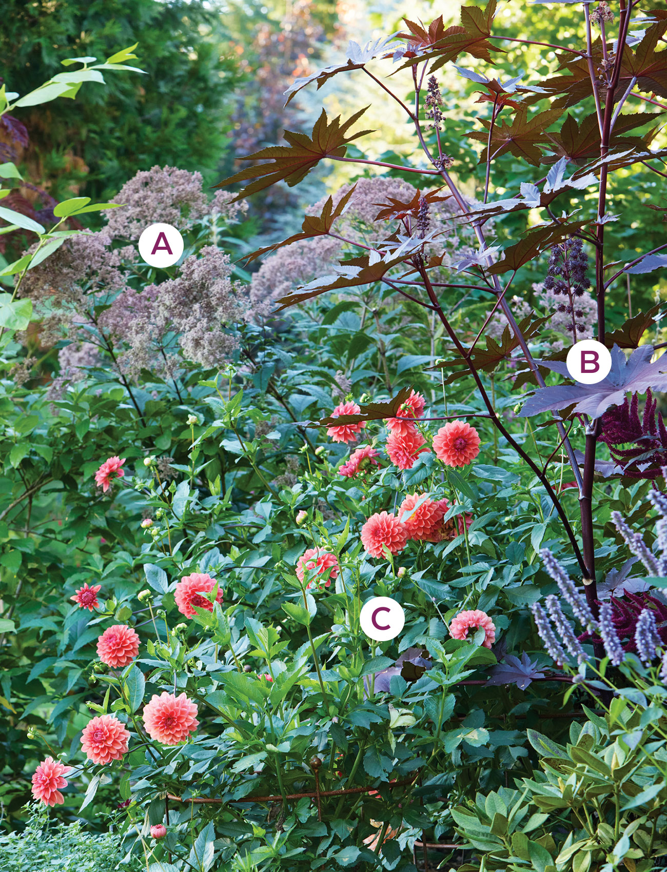 Dahlia and castor bean plant combination: Surrounding dahlias with sturdy support keeps flowers upright.