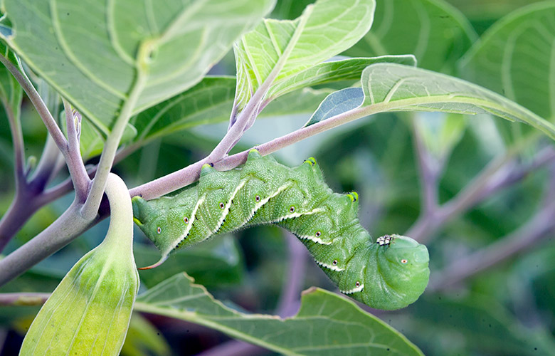 beneficial-garden-insects-hornworm-damage-lead: A big fat tomato hornworm like this can chew up a lot of leaves in your vegetable garden. Braconid wasps are a natural predator. Learn how to attract them to your garden below.