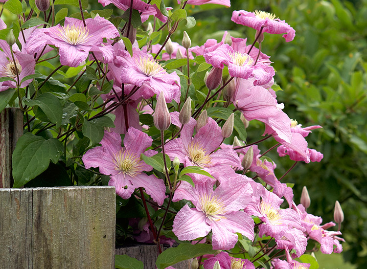 clematis arbor