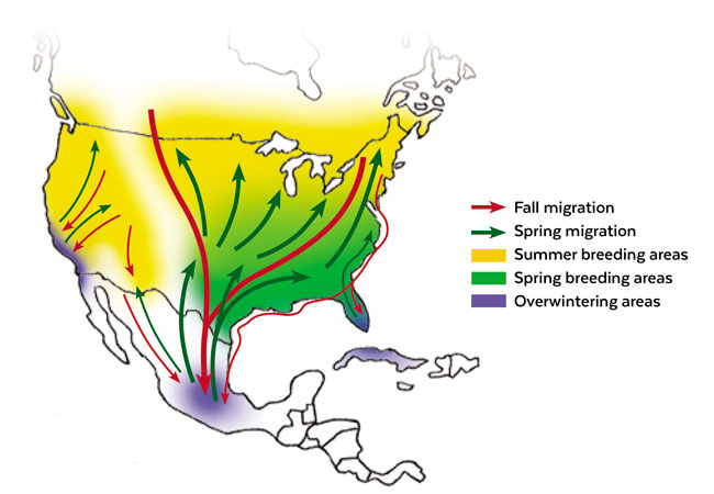 Monarch migration map 2024: This map shows the monarch butterfly migration pattern.