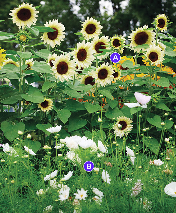 Sunflower and cosmos summer plant combo:ProCut White Nite sunflower paired with ‘Cupcakes White’ cosmos creates a softer palette for summer borders.
