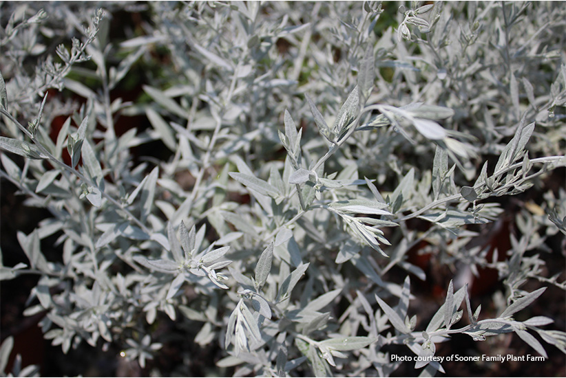 'Silver King' Artemisia: The foliage of 'Silver King' artemisia looks good dried, too, and makes a great filler in arrangements.