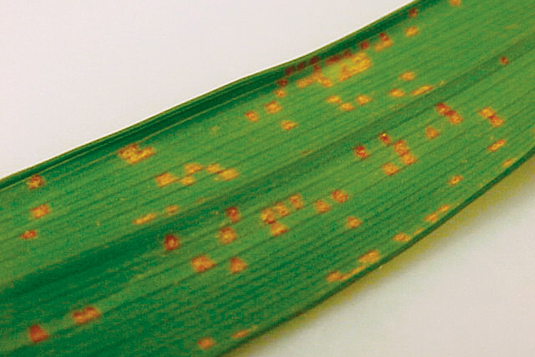 daylily rust: Raised orange or yellow spots on the leaves of daylilies is a sign of daylily rust.