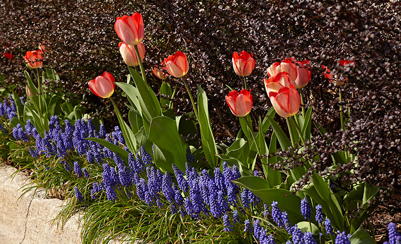 growing-beautiful-grape-hyacinth-lead2: Muscari armeniacum, in the photo above, is arguably the most popular member of the grape hyacinth family.