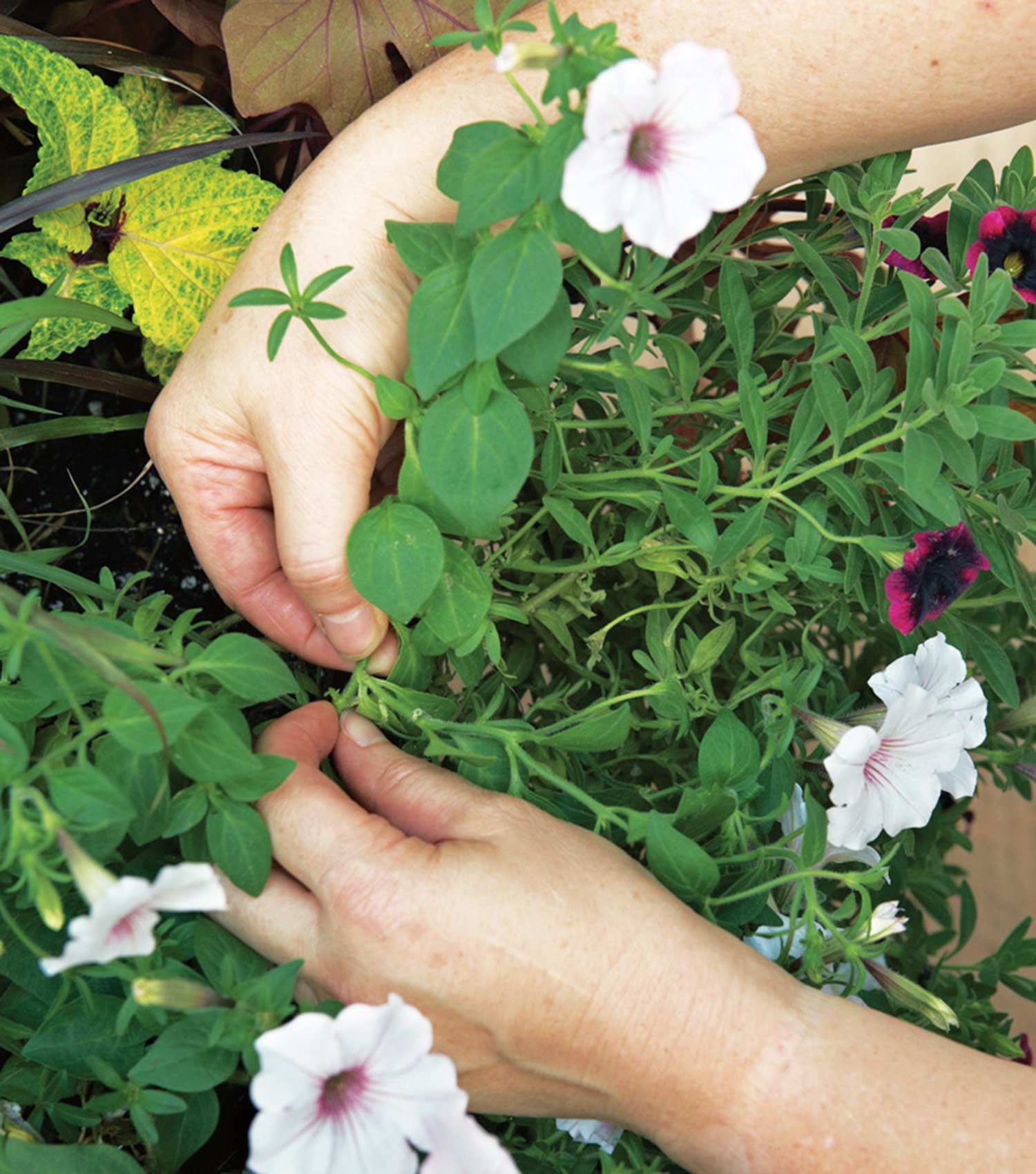 Pinching back petunias in summer: Pinch the petunia stem just past a set of leaves to trim back and encourage new growth.