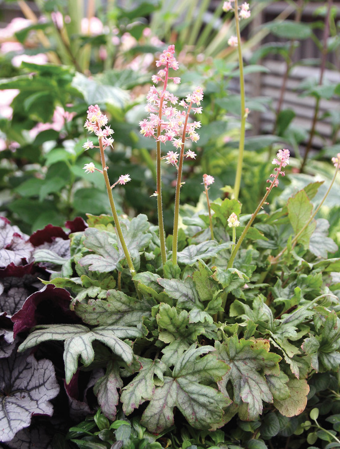 Heucherella Pink Stardust Courtesy of Terra Nova Nurseries: The silvery green foliage of ‘Pink Stardust’ huecherella is resistant to disease like rust. Photo courtesy of TERRA NOVA® Nurseries, Inc., www.terranovanurseries.com