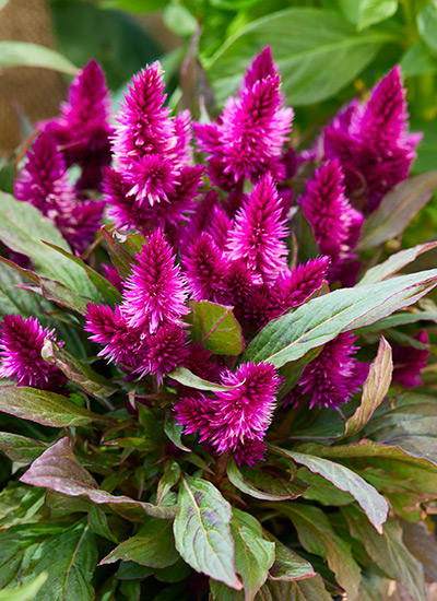 How to grow and care for cockscomb plants