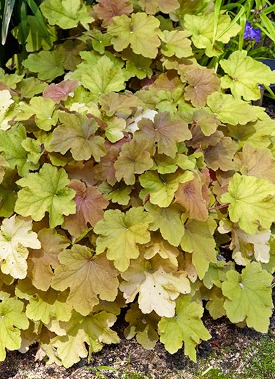 ‘Caramel’ coral bells (Heuchera hybrid)