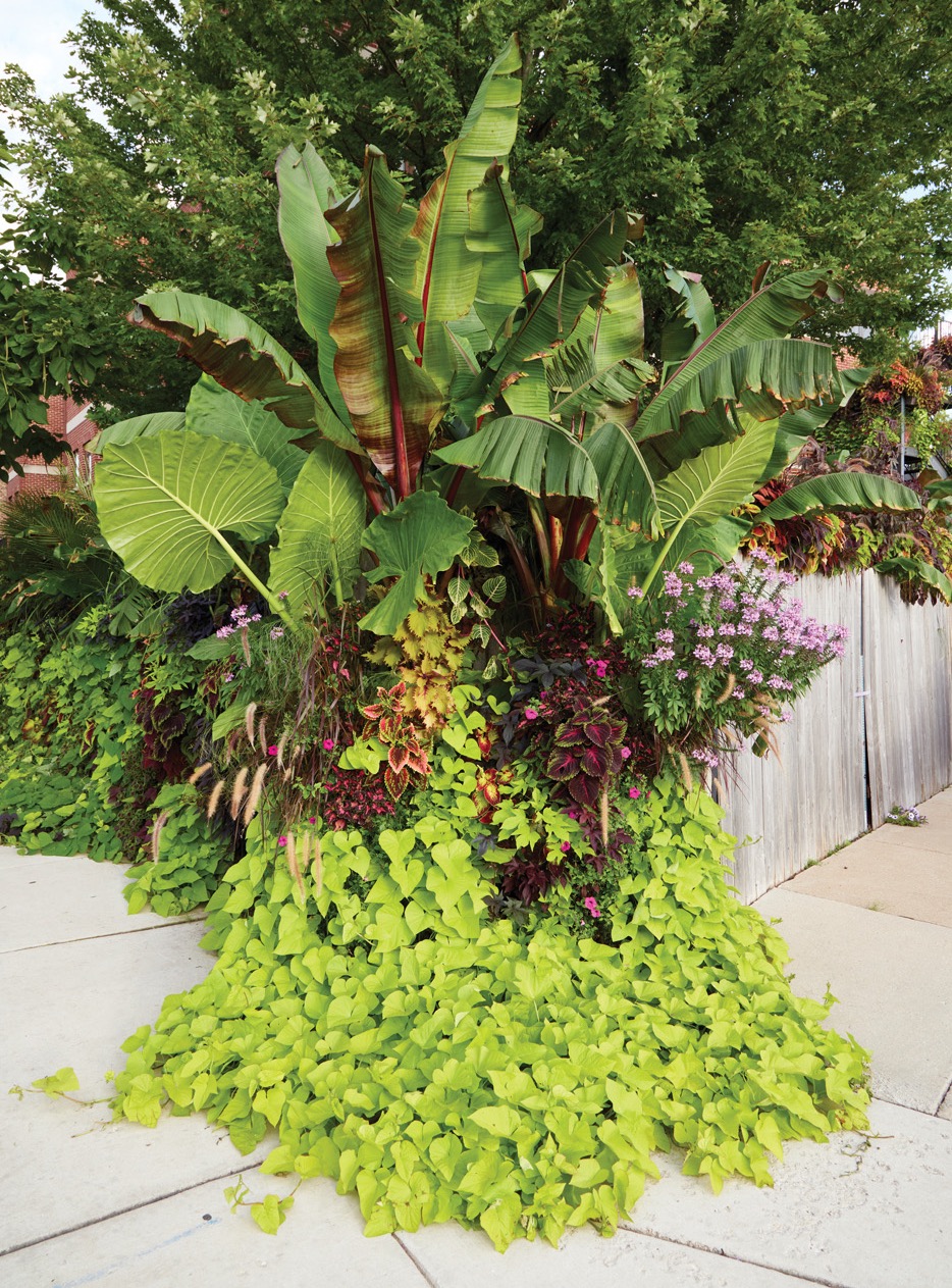 GG187 FG Deronis Cooper Wine barrel container planting on the corner: Deronis loves the ‘plant lava’ effect that ‘Marguerite’ (also called ‘Margarita’) sweet potato vine provides and doesn’t trim the plants — he likes to let them do their own thing.