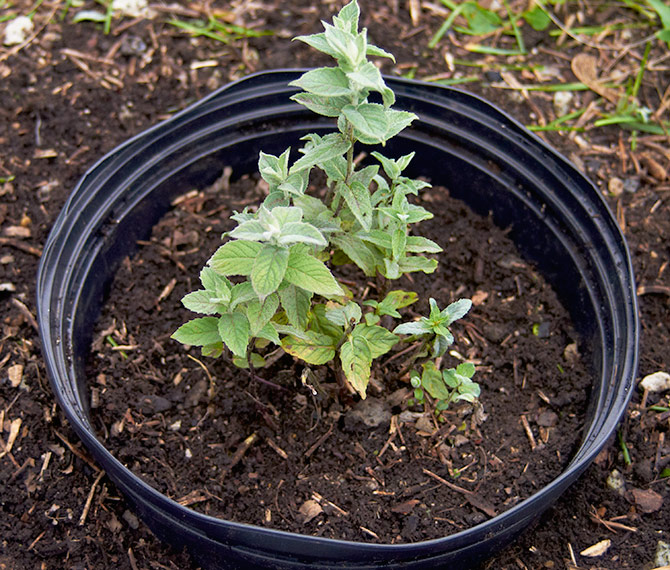how to control mint plant in garden: Bury your mint plant in a nursery pot to keep the plant from spreading in the garden. 