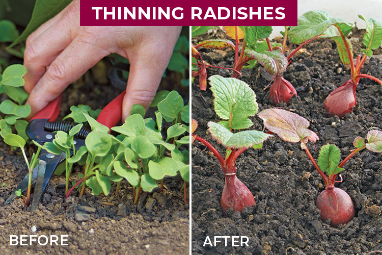 Thinning radish seedlings before and after: Be sure to remove overcrowded seedlings. Snip 2-inch-tall seedlings at the soil line about 3 inches apart. Crowded radishes do not grow well, and you’ll end up getting small, shriveled, inedible roots.
