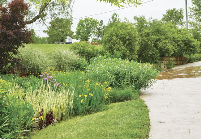 householder-rain-garden: Any rain that isn’t caught by the permeable section further up the driveway runs down here and feeds into the rain garden.