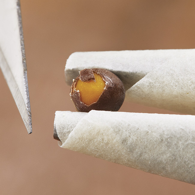 Nicking the sweet pea seed coating with a sharp blade before planting: Wrap the ends of a needle-nosed pliars with masking tape — sticky side out — to hold the seed steady as you nick the seed coat.