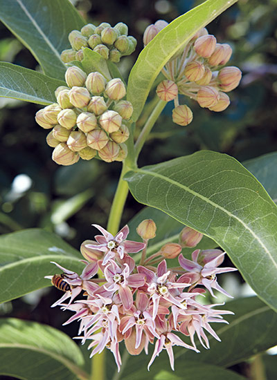 Showy milkweed (Asclepias speciosa)