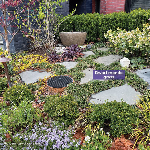 Dwarf Mondo grass as a groundcover courtesy of Kathy Jentz: Dwarf mondo grass and creeping phlox don't mind a bit of foot traffic. 