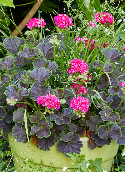 Brocade Cherry Night zonal geranium (Pelargonium hortorum)