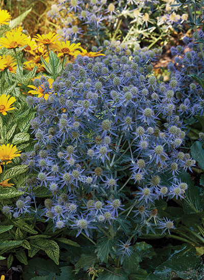 ‘Blue Hobbit’ (Eryngium planum)