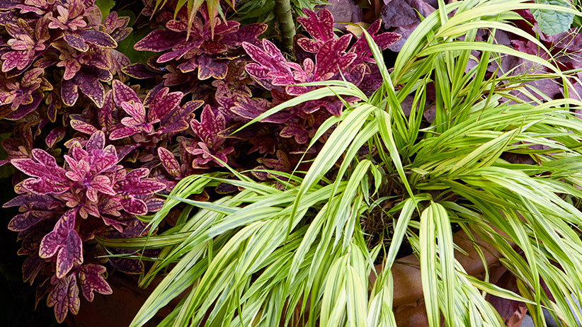 Foliage container with Hakonechloa and coleus: ‘Aureola’ hakonechloa and  ‘Marrakesh’ coleus make a stunning foliage combination in containers. 