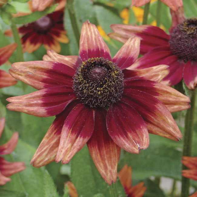 Gloriosa daisy: ‘Cherry Brandy’ gloriosa daisy is more affordable to start from seed than buying large plants at the garden center. 