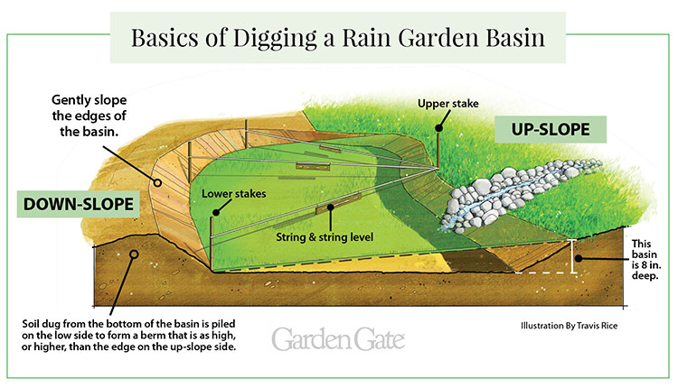 Rain garden basin cutaway Illustration by Travis Rice